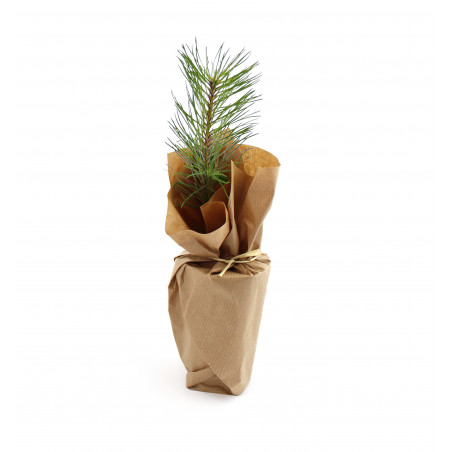 Plant d'arbre en sac kraft...