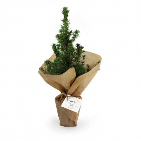 Plant d'arbre en sac kraft...