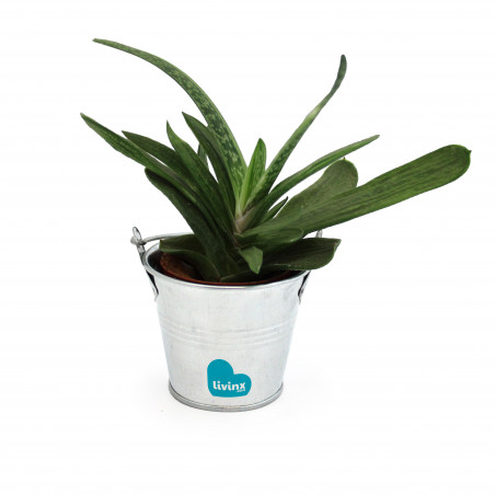 Mini plante dépolluante en...