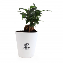 Le Ficus Ginseng - grand...