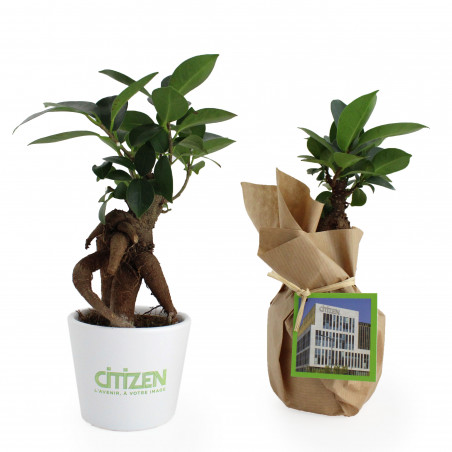 Le Ficus Ginseng - petit...