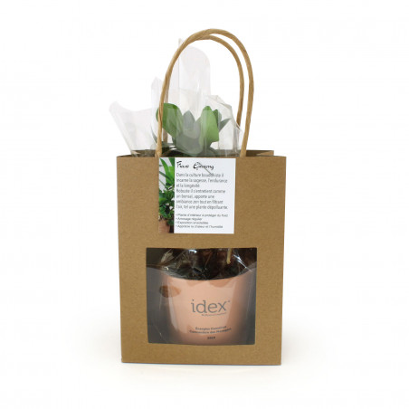 Le Ficus Ginseng - petit...
