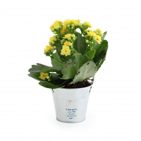Mini plante en pot zinc