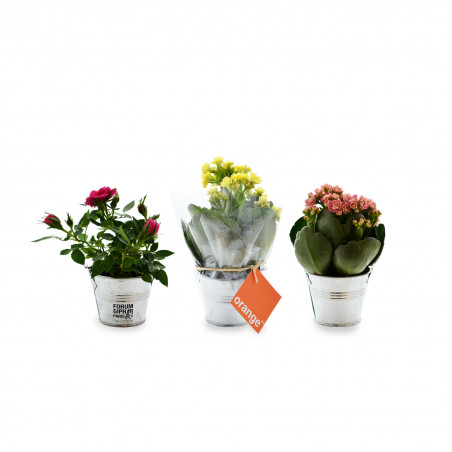 Mini plante en pot zinc