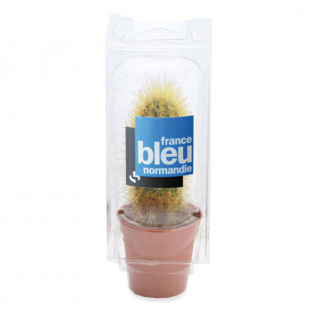 Mini serre 1 pot cactus