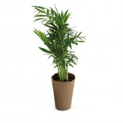 Plant d'arbre 100%Ecolo