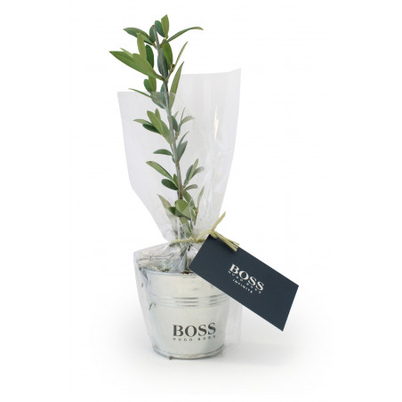 Plant d'arbre en pot zinc -...