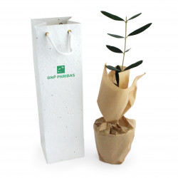Plant d'arbre en sac à semer