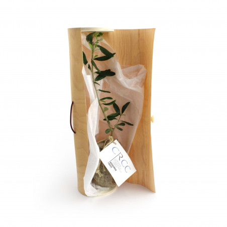 Le plant d'arbre en tube...