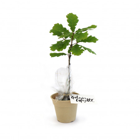 Plant d'arbre en pot Fibre...