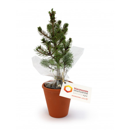 Plant d'arbre en pot terre...