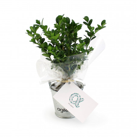 Plant d'arbre en pot zinc -...
