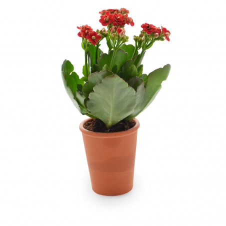 Mini plante fleurie en pot...