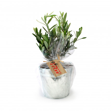 Olivier en pot zinc 17cm