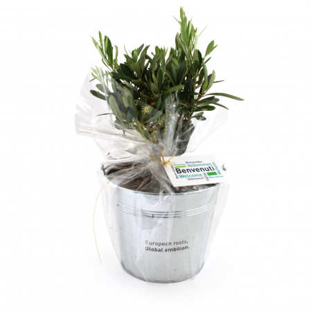 Olivier en pot zinc 17cm
