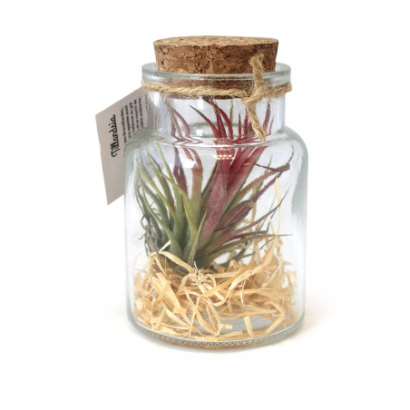 Mini Terrarium Tillandsia...